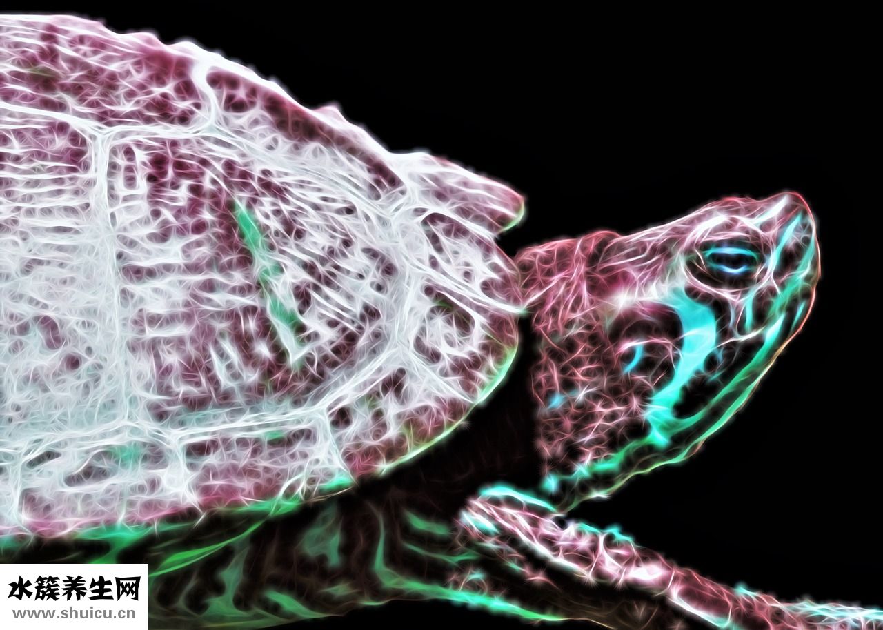 寶格麗夜茉莉怎么樣