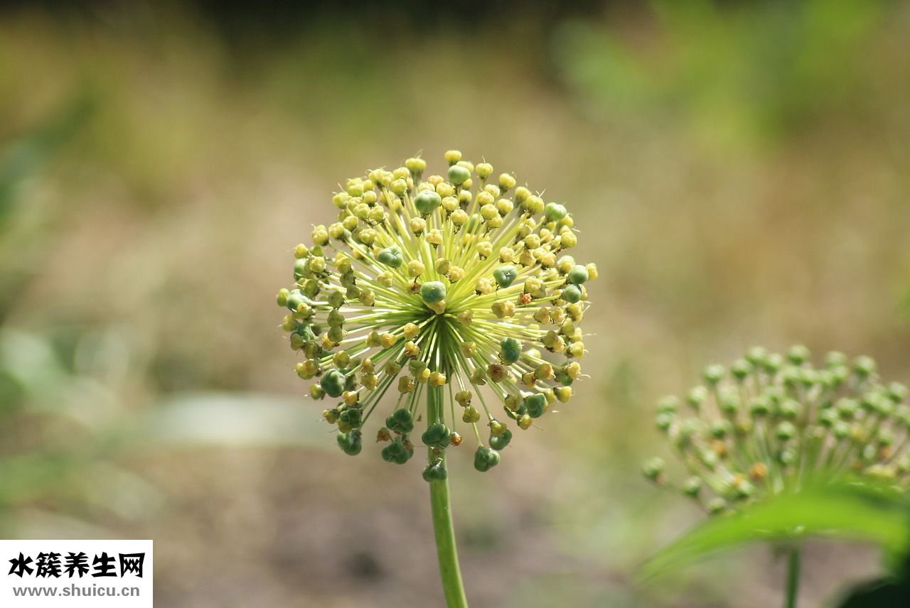 遠洋山水怎么樣