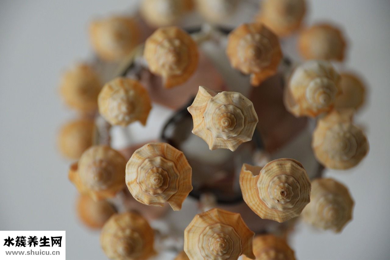 楚薩迪香水怎么樣