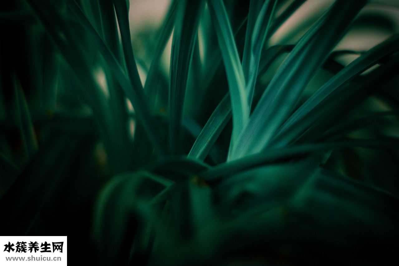 紫淑的大衣怎么樣