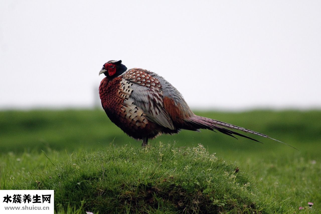 雞尾草肝炎顆怎么樣