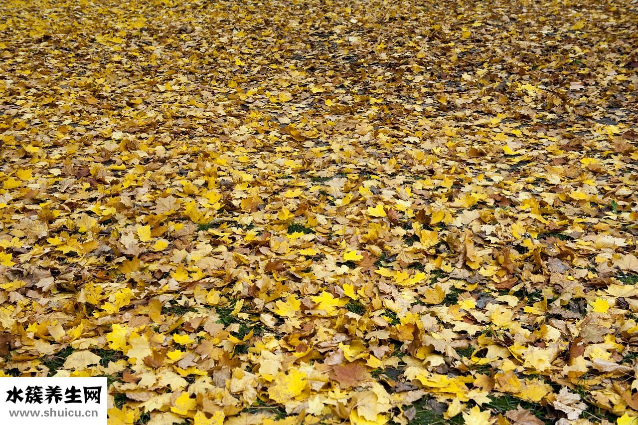 孫楠為什么退賽