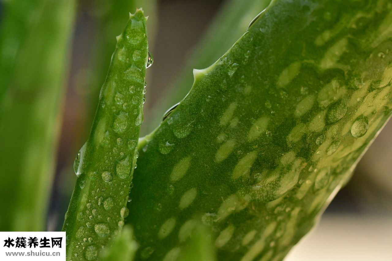 阿琪思蘆薈膠怎么樣