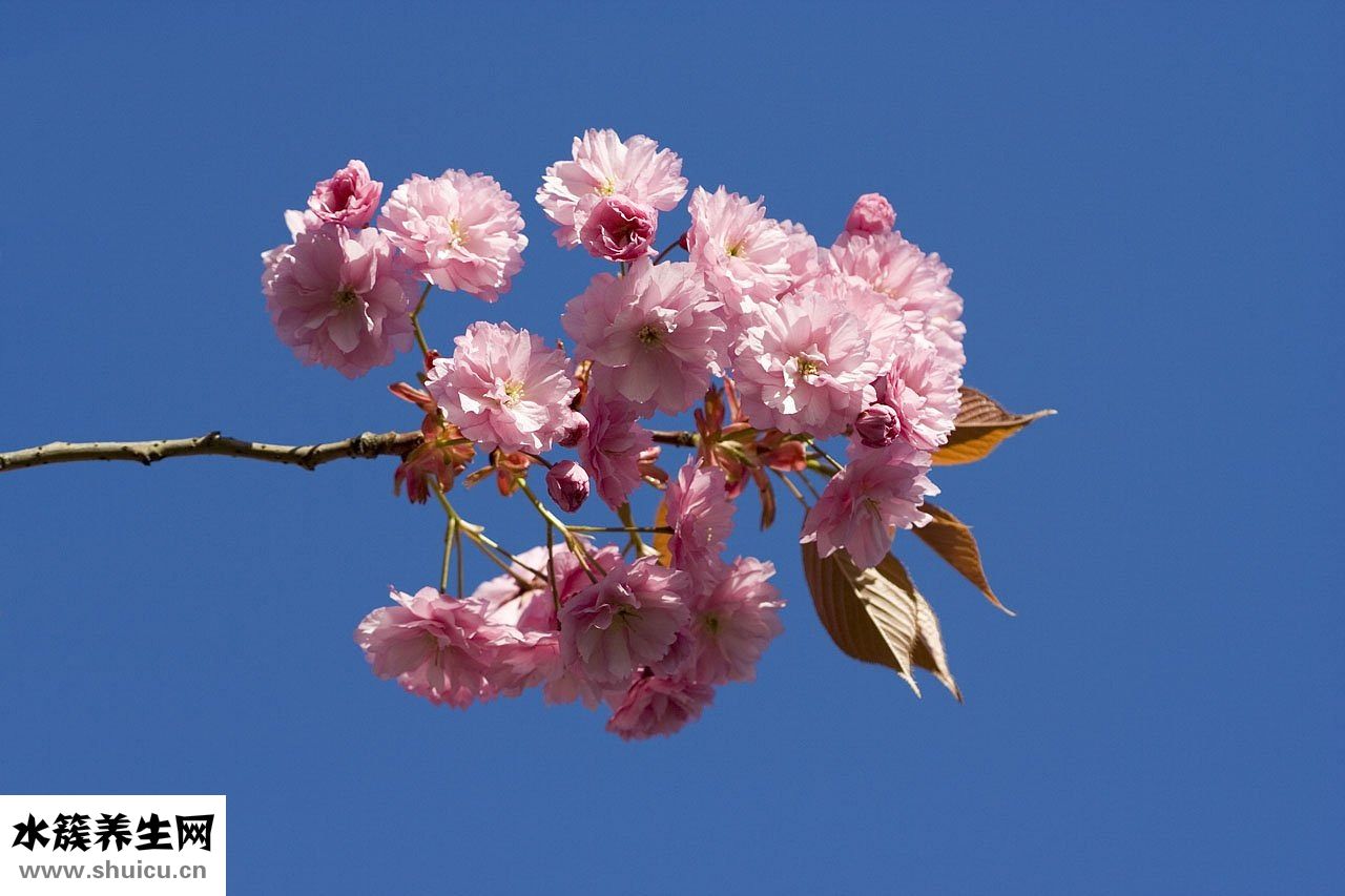 櫻花眼護效果怎么樣