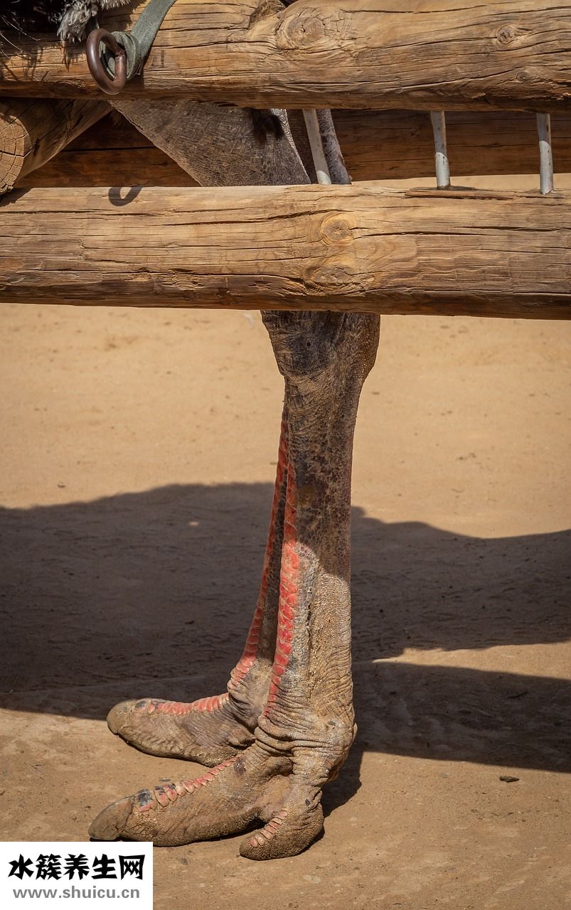 怎么樣運(yùn)動(dòng)瘦小腿