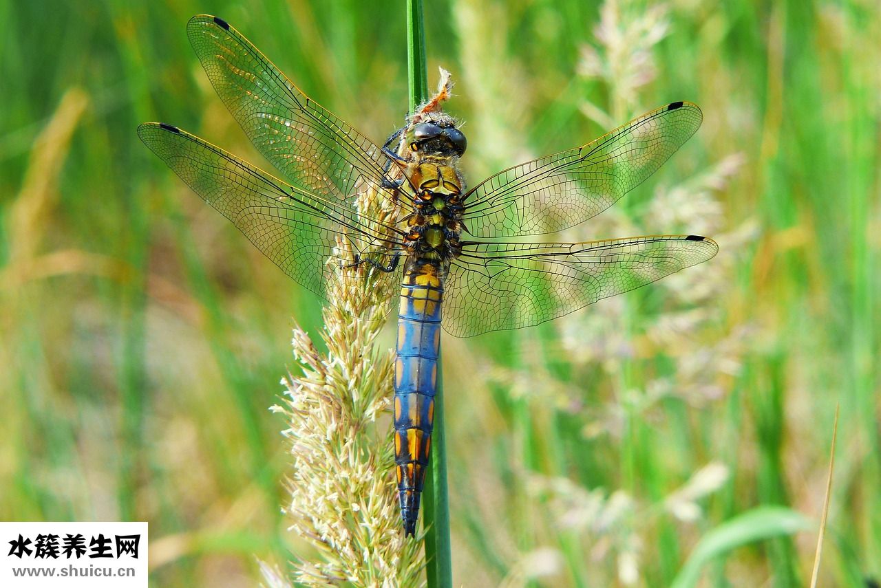 職業(yè)定位怎么寫(xiě)