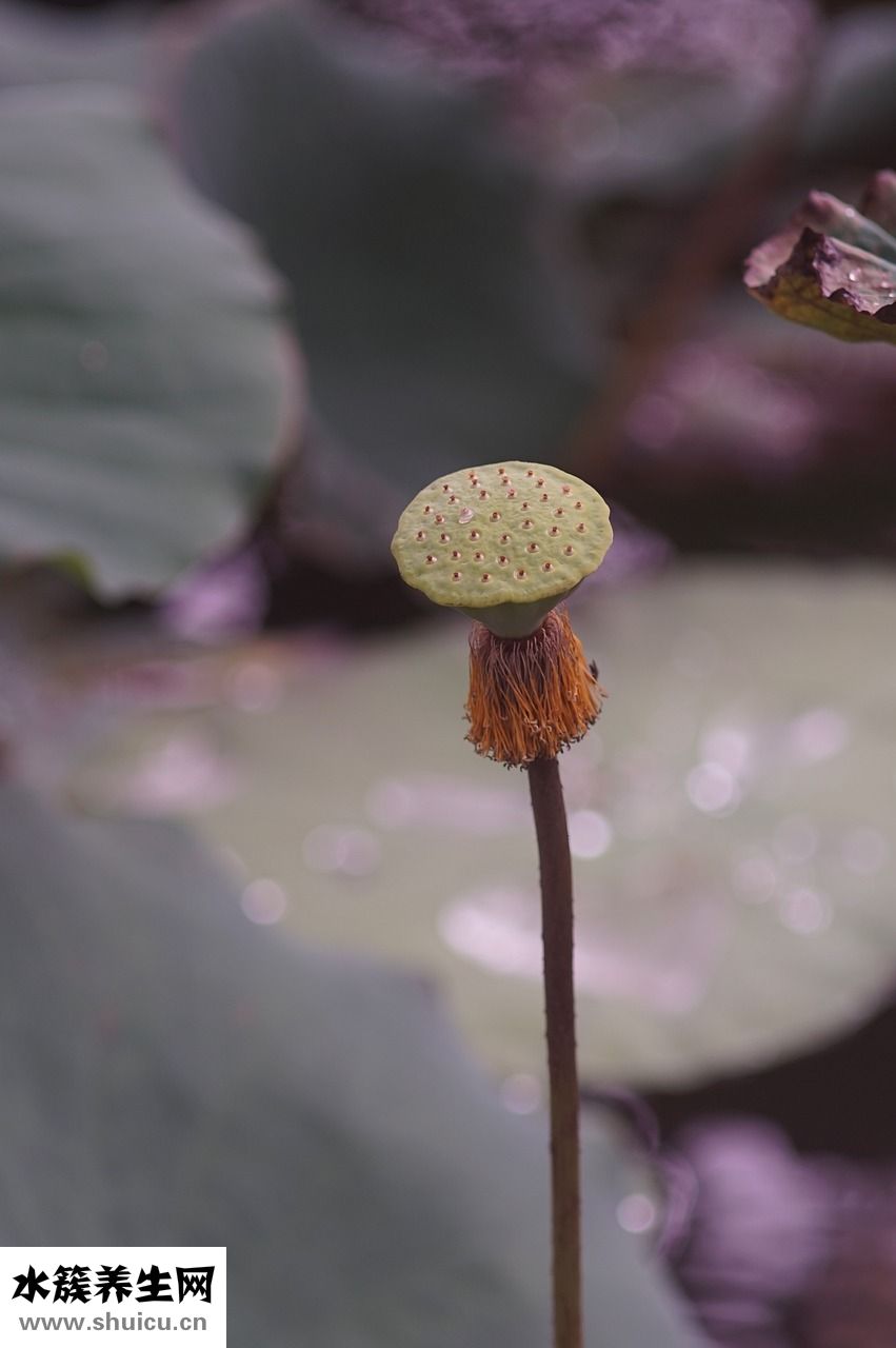 金環(huán)蛇怎么樣