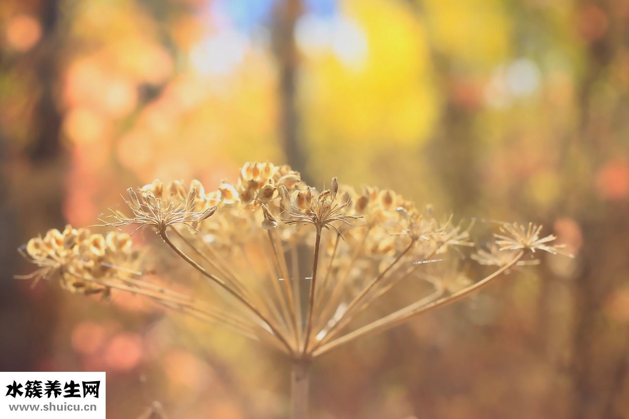 人為什么會臉紅