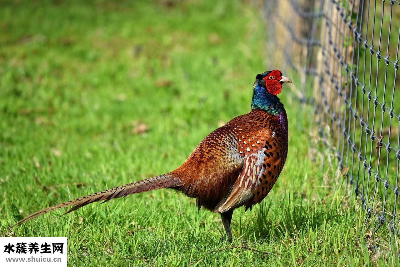 雞尾草肝炎顆怎么樣