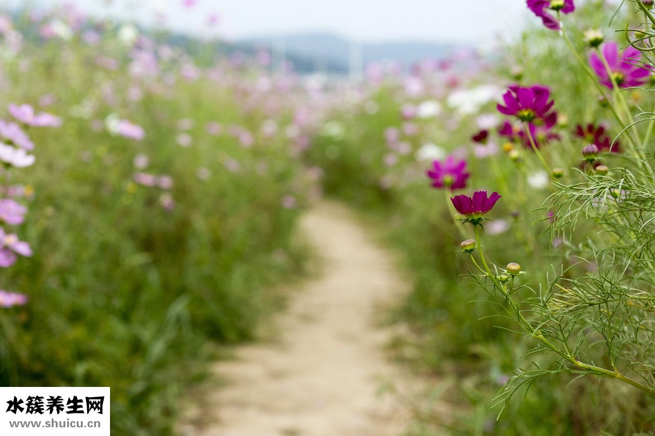 細(xì)魅怎么樣