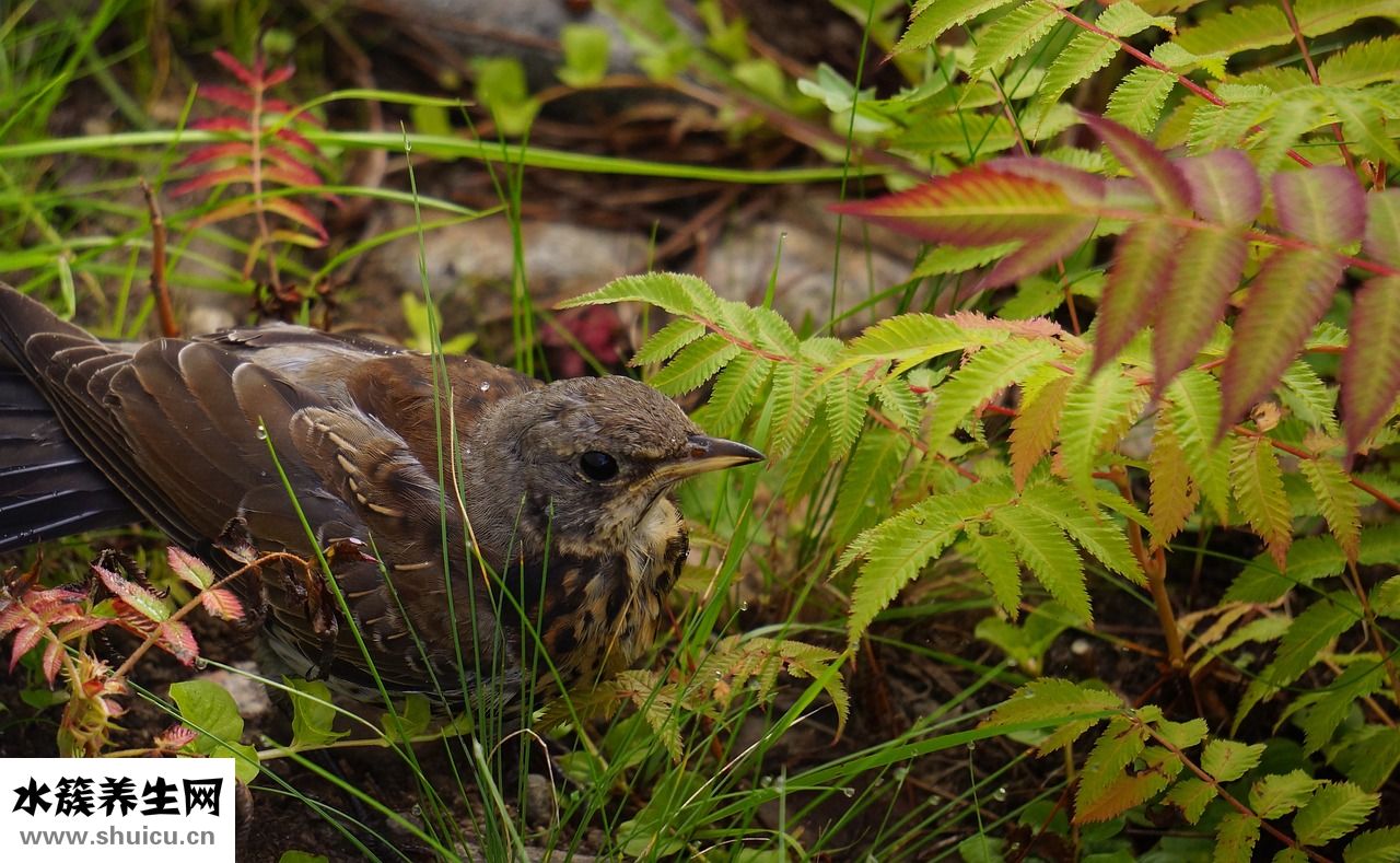 文竹葉子黃了怎么辦