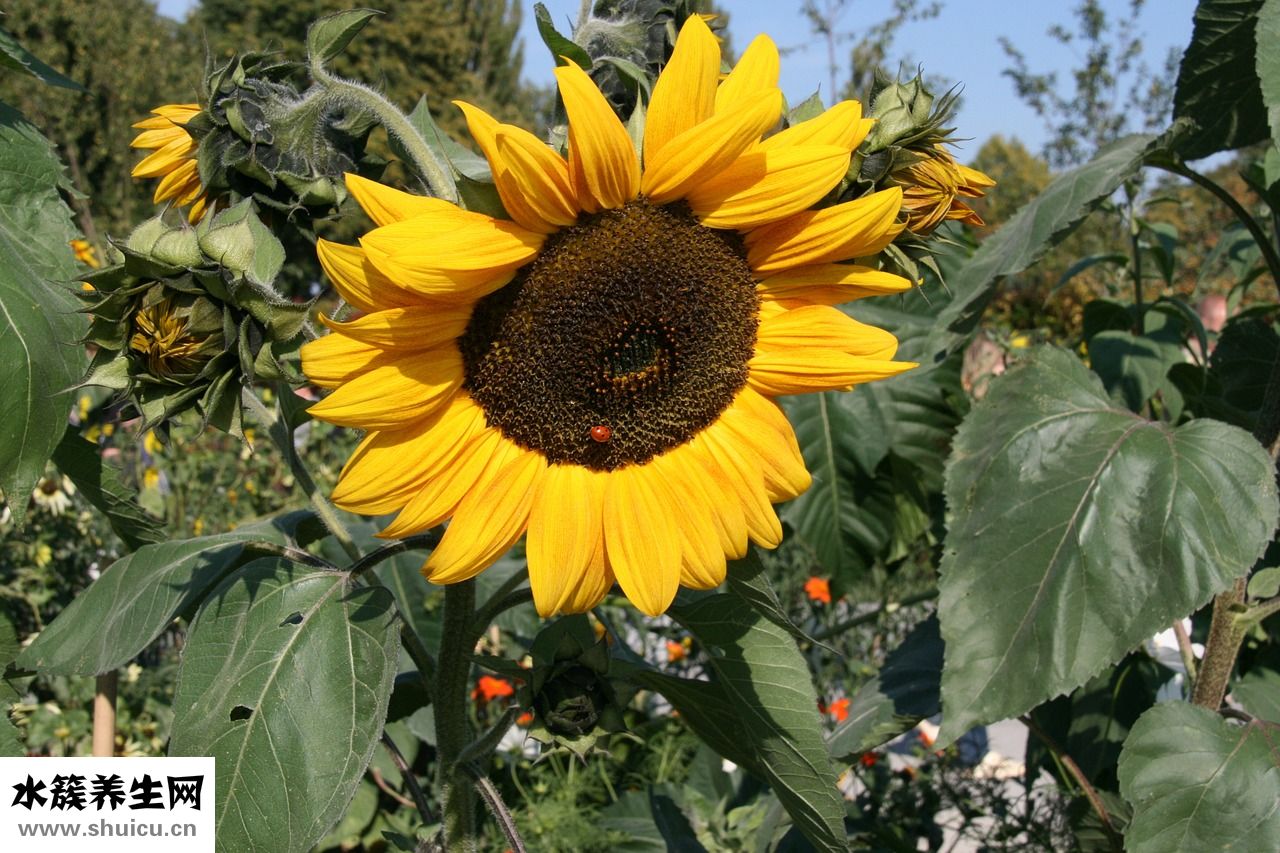 高壓鍋燉排骨要多久