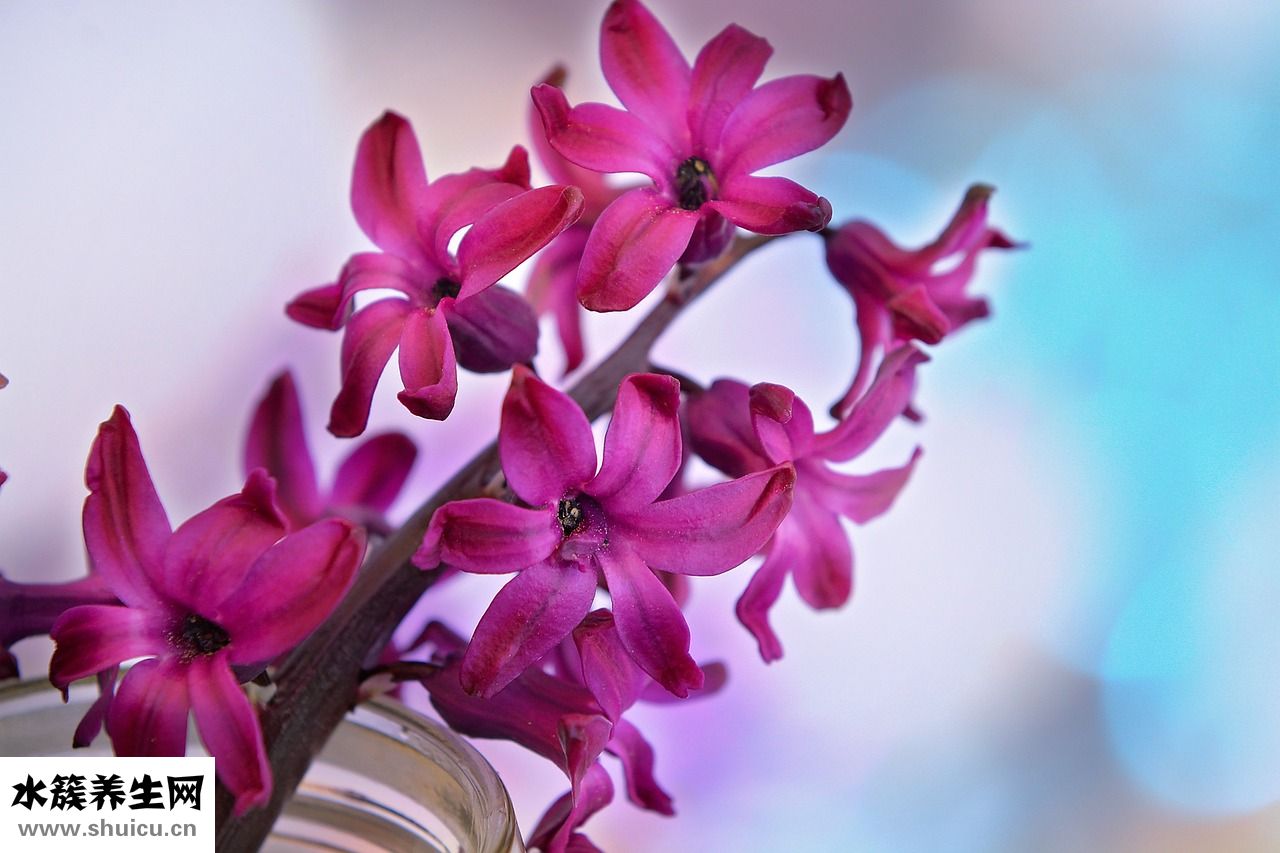 巴寶莉香水怎么樣