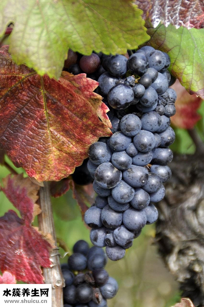 紫極先生看病怎么樣