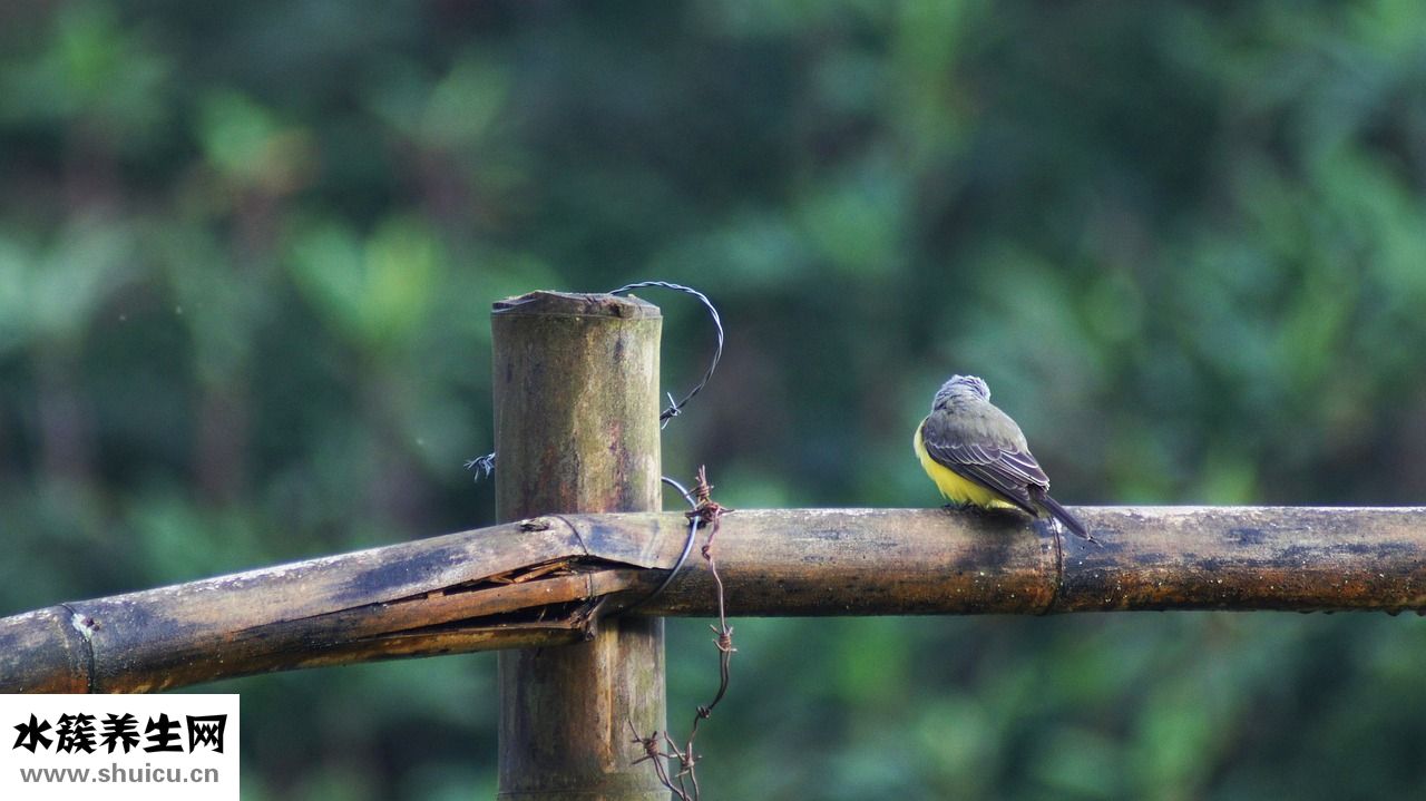 百娜綺貓糧怎么樣