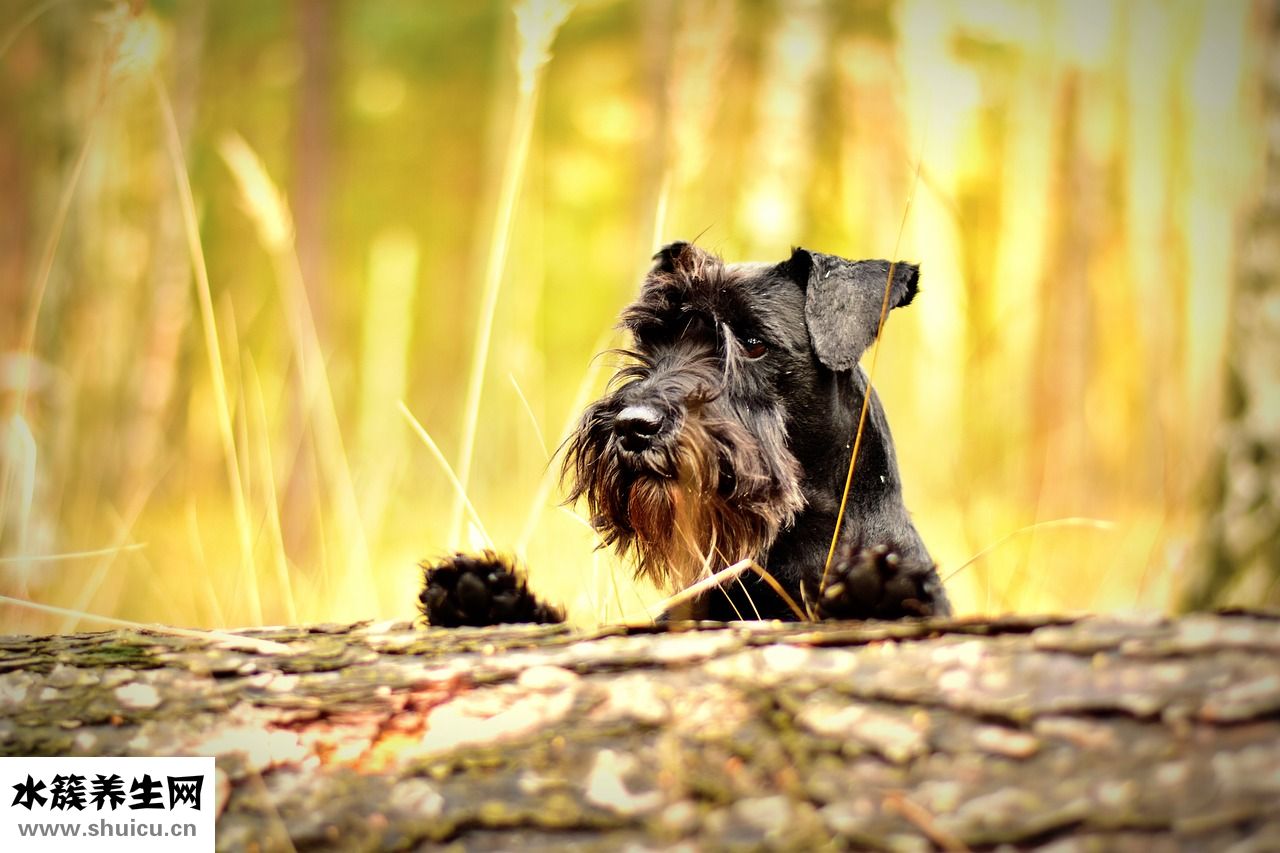 雪納瑞吃什么狗糧好