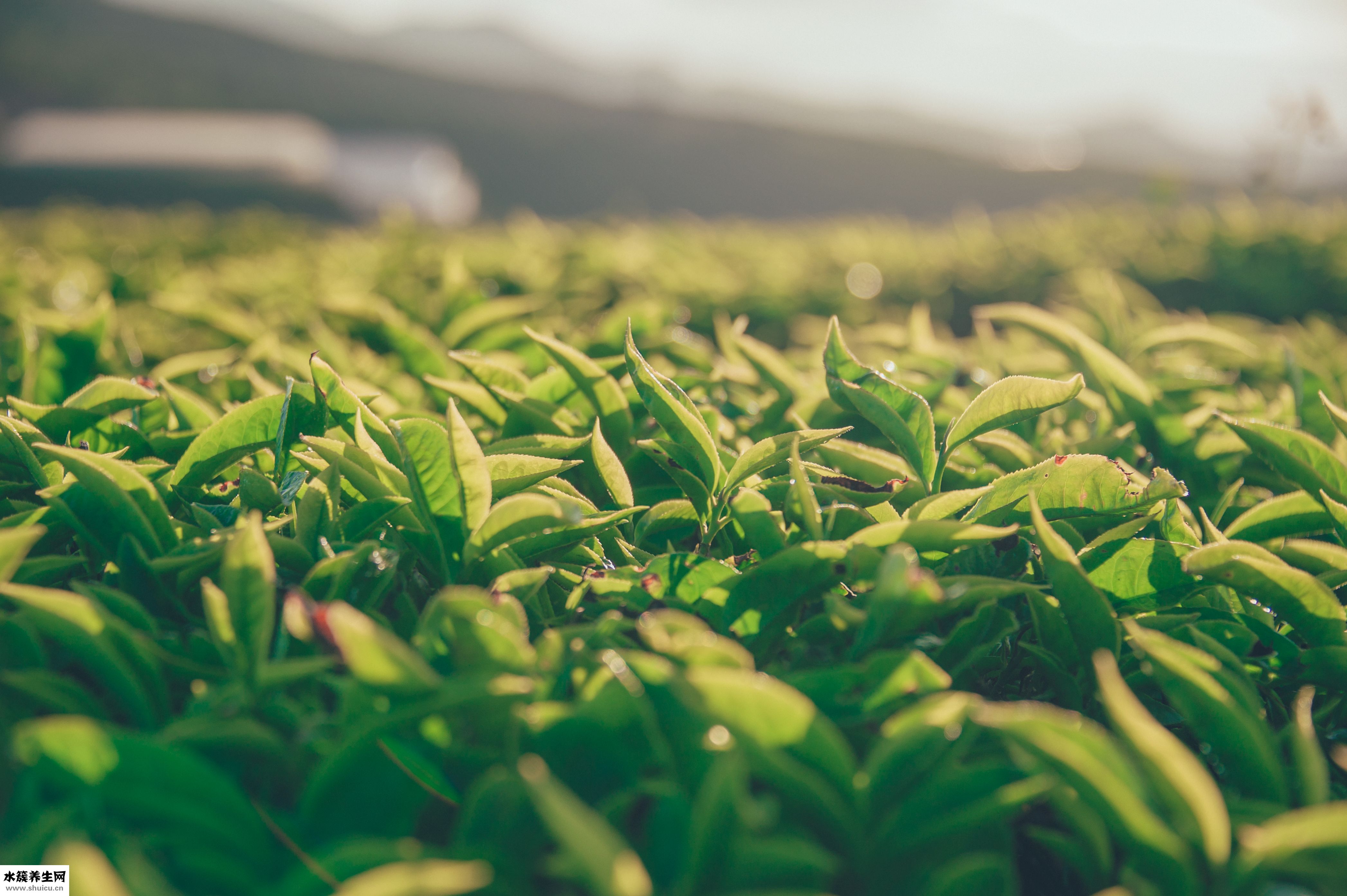 紫淑的大衣怎么樣