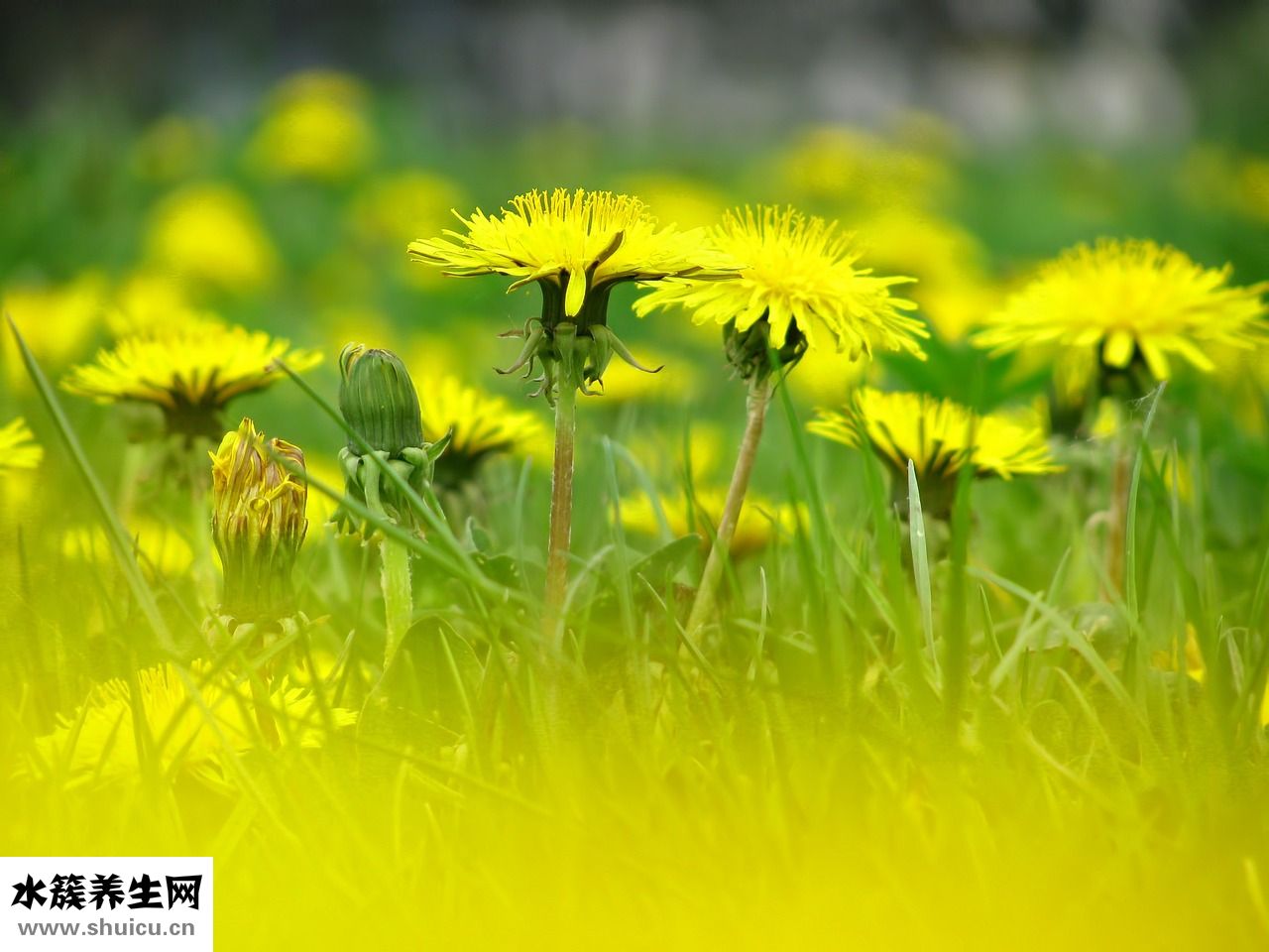 高資的卸妝油怎么樣