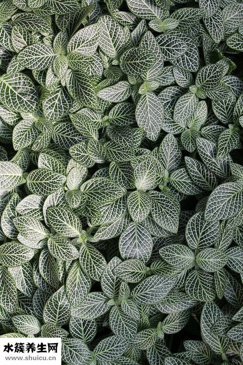 翡意的羽絨服怎么樣