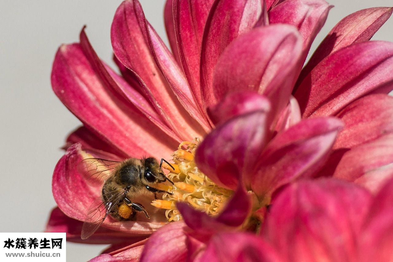 愛唯乳通乳湯怎么樣