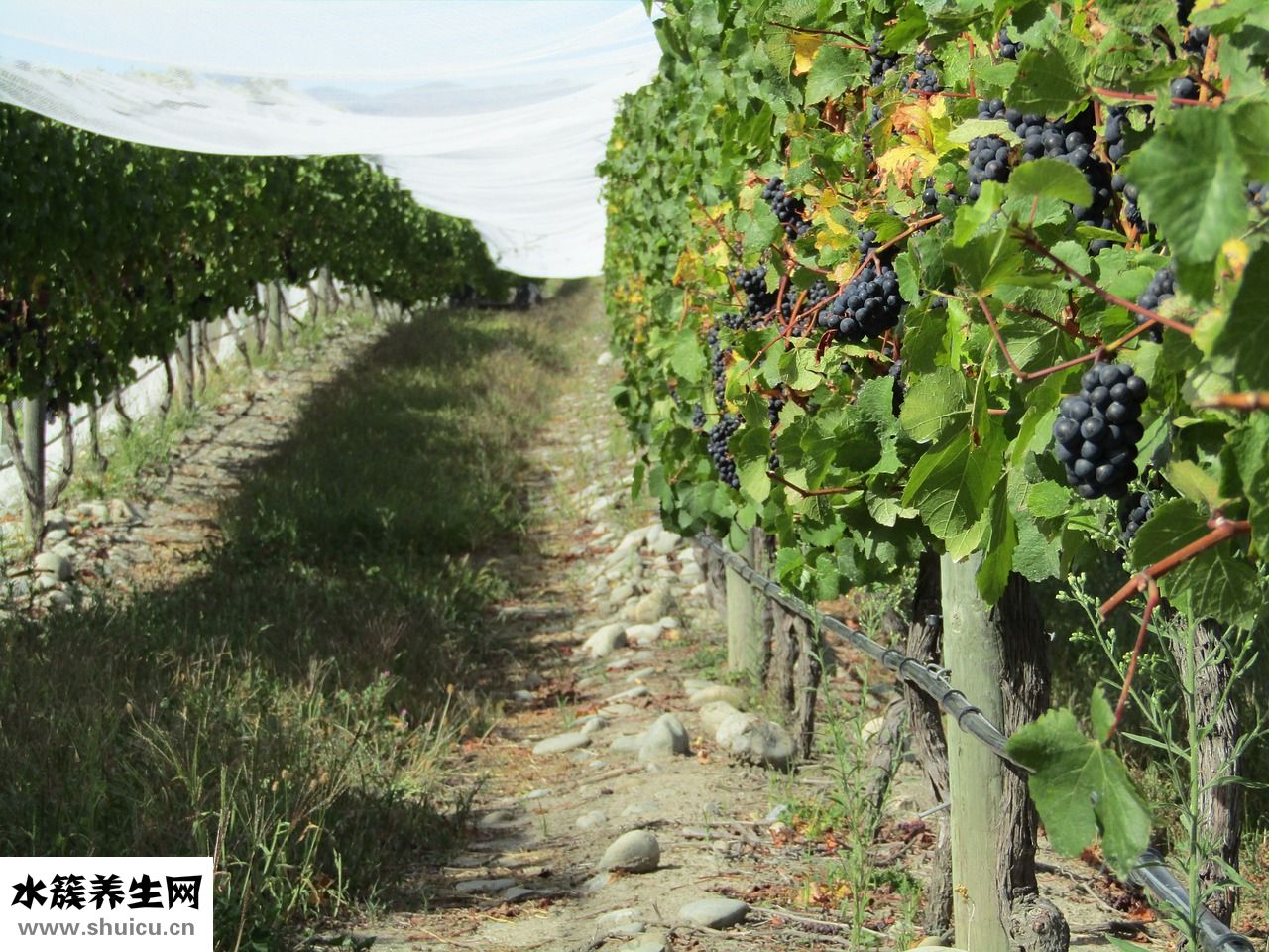 紫極先生看病怎么樣