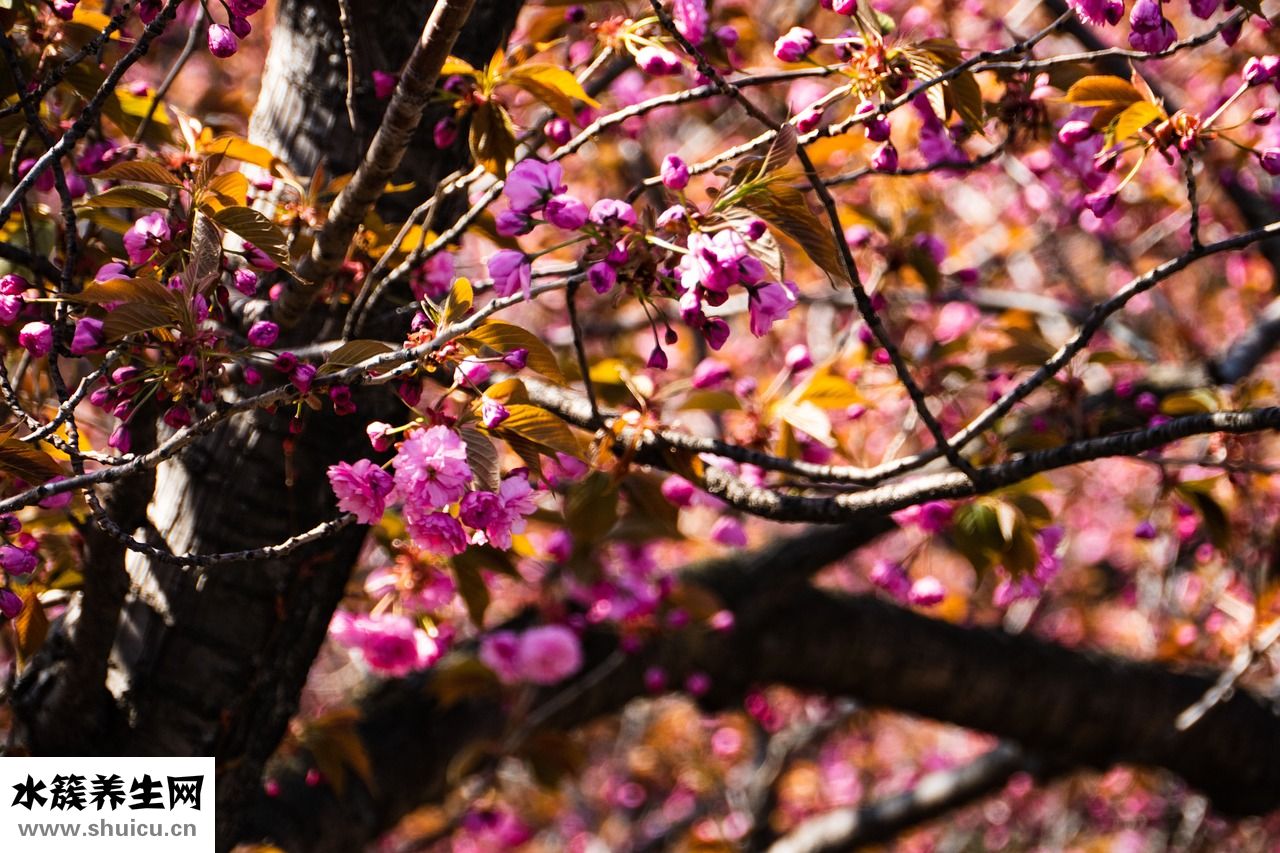 高資的卸妝油怎么樣
