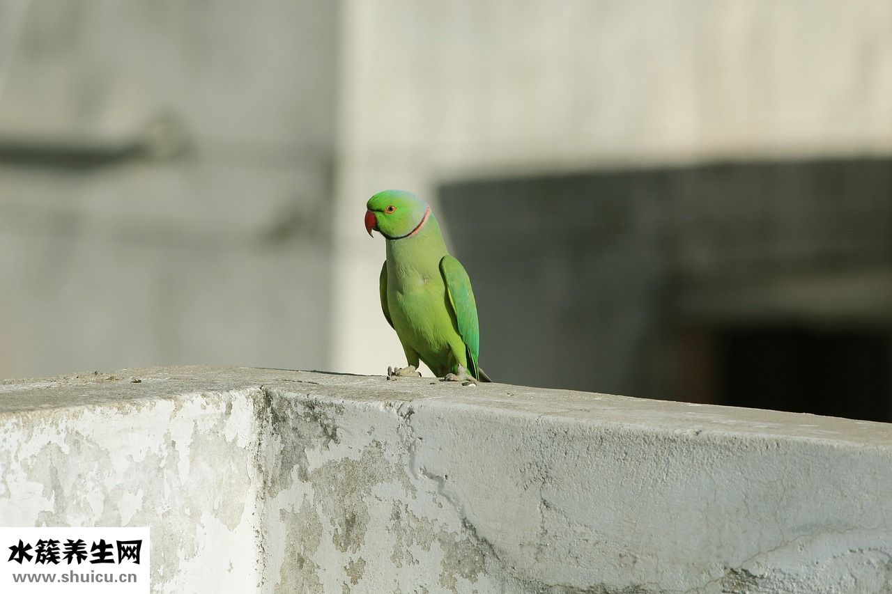 鸚鵡吃核桃會怎么樣