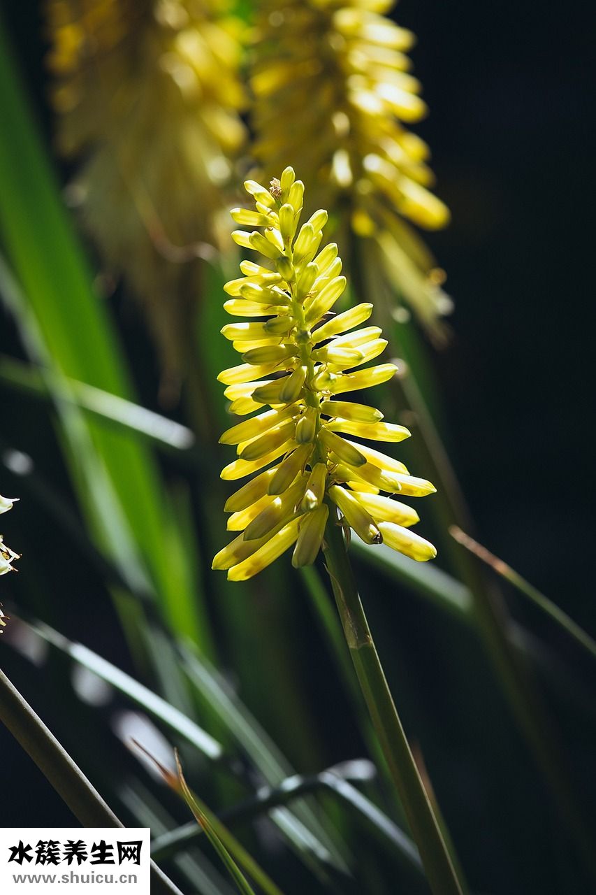 紫淑的大衣怎么樣