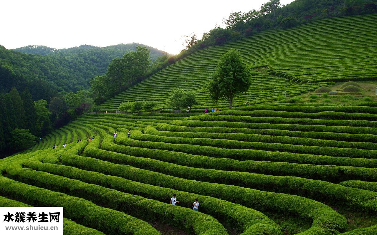 竹葉青屬于什么茶