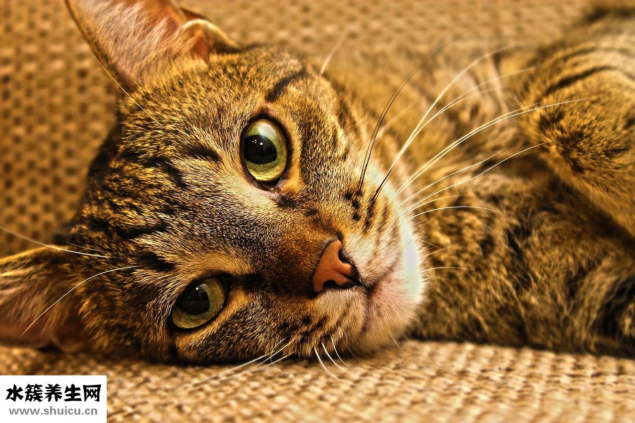 痔瘡很痛怎么辦