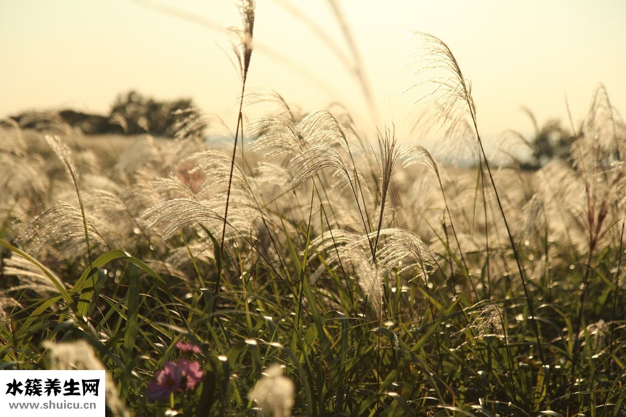 健康教練怎么樣