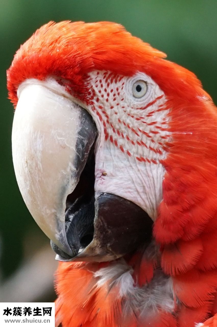 鸚鵡吃核桃會怎么樣