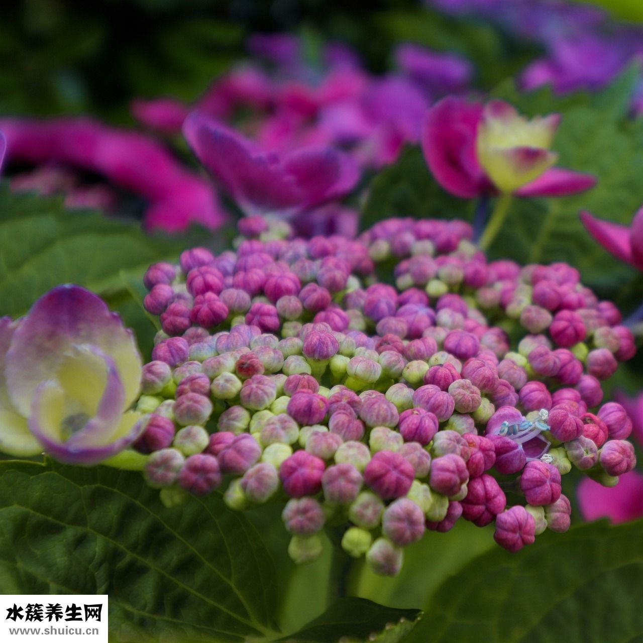 七色彩蓮怎么獲得