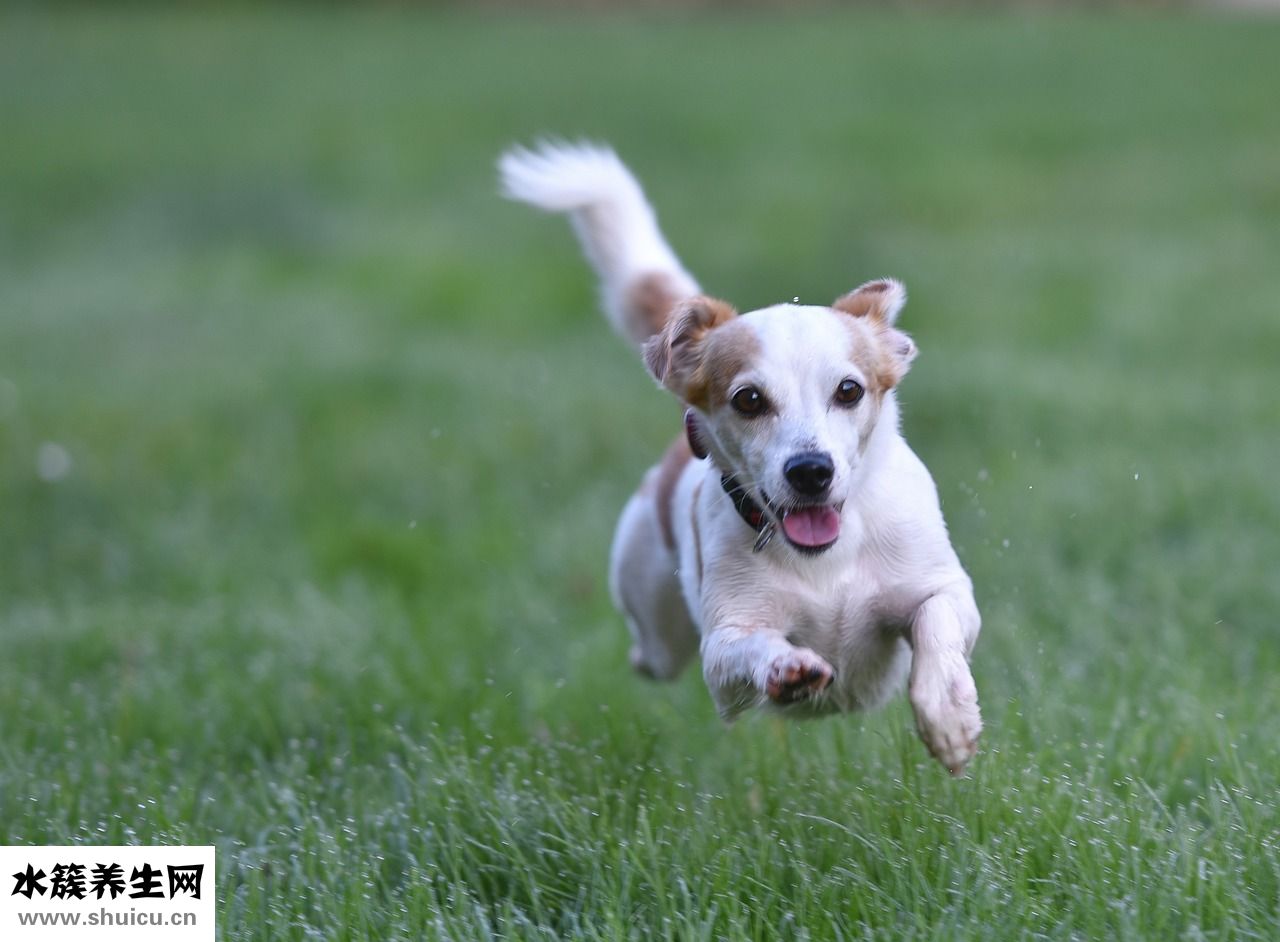 狗狗大便有蟲怎么辦