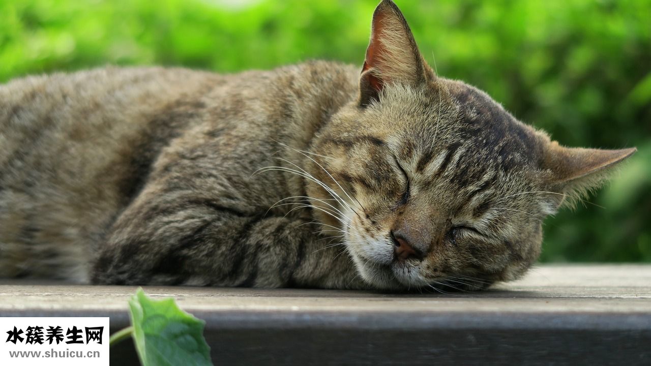 發燒雞蛋清怎么降溫