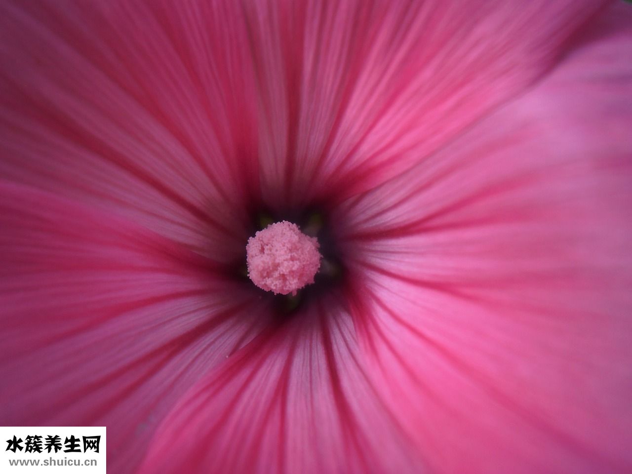 粉色怎么變成綠色