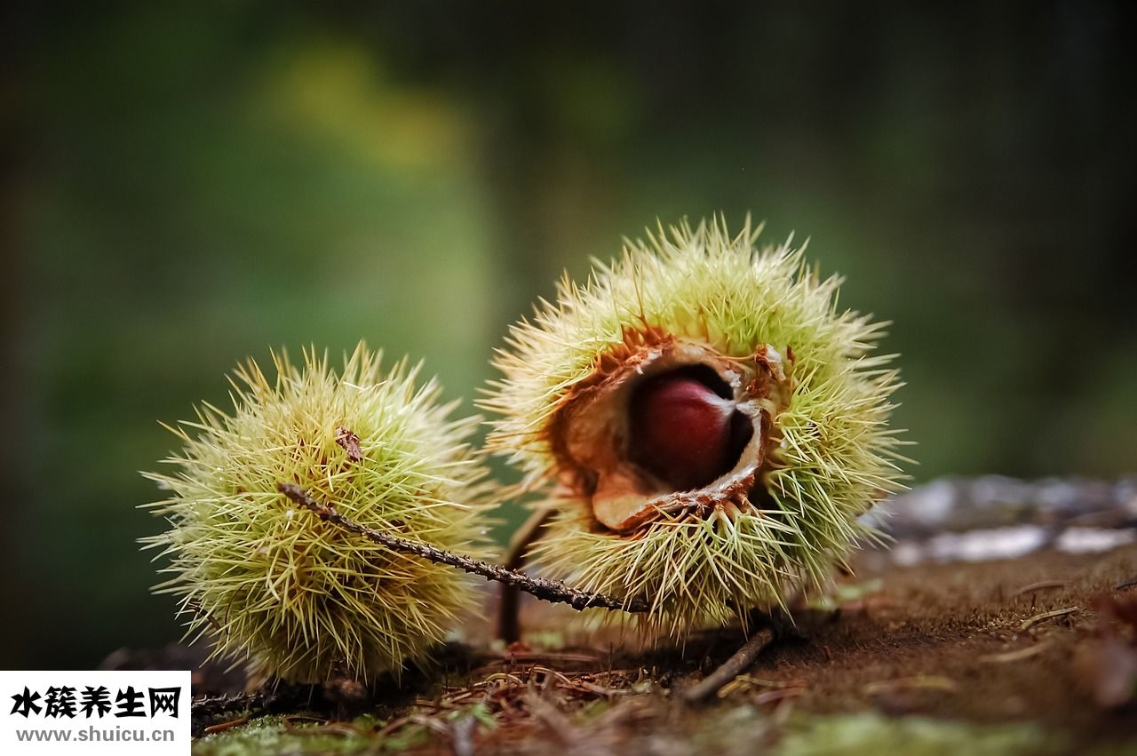 糖炒栗子涼了怎么辦