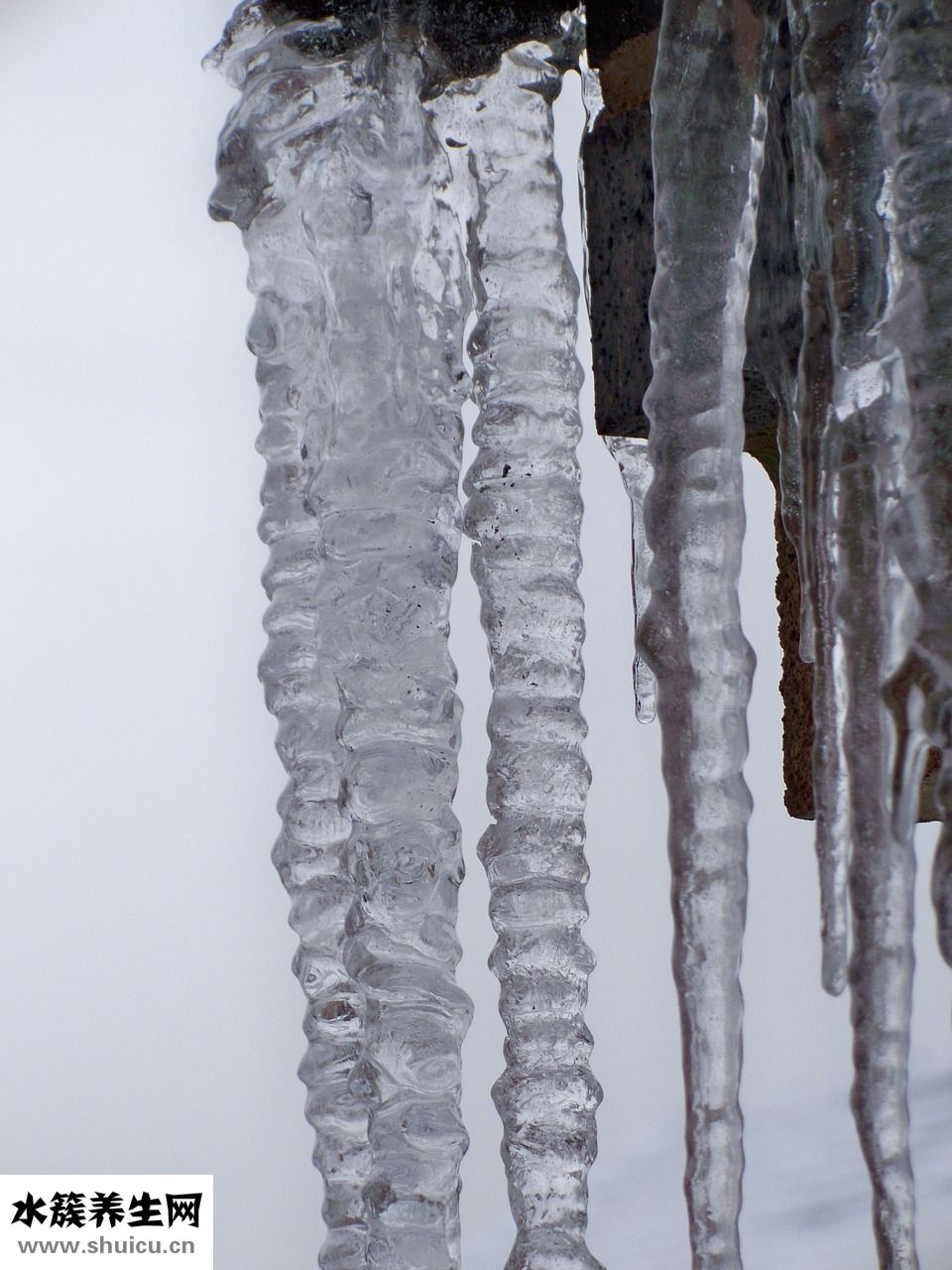 怎么清洗紫甘藍