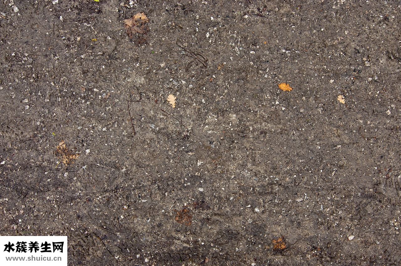 怎么清洗紫甘藍