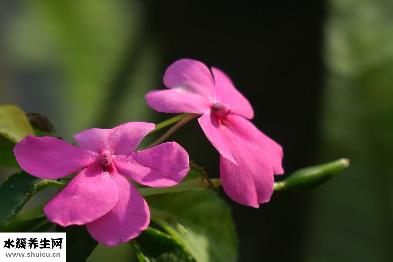 七色彩蓮怎么獲得