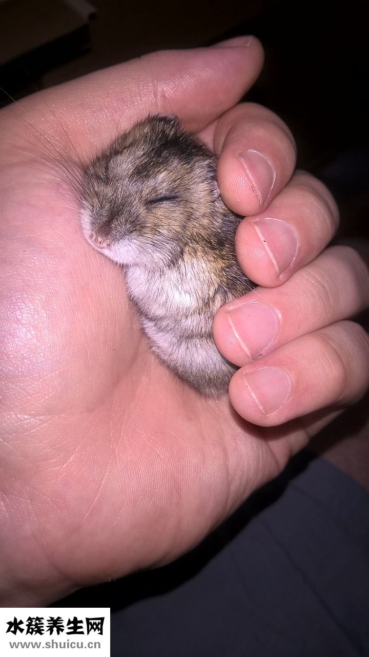 倉鼠怎么喂麥片