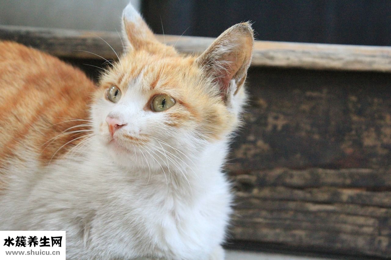 倉鼠生病怎么辦