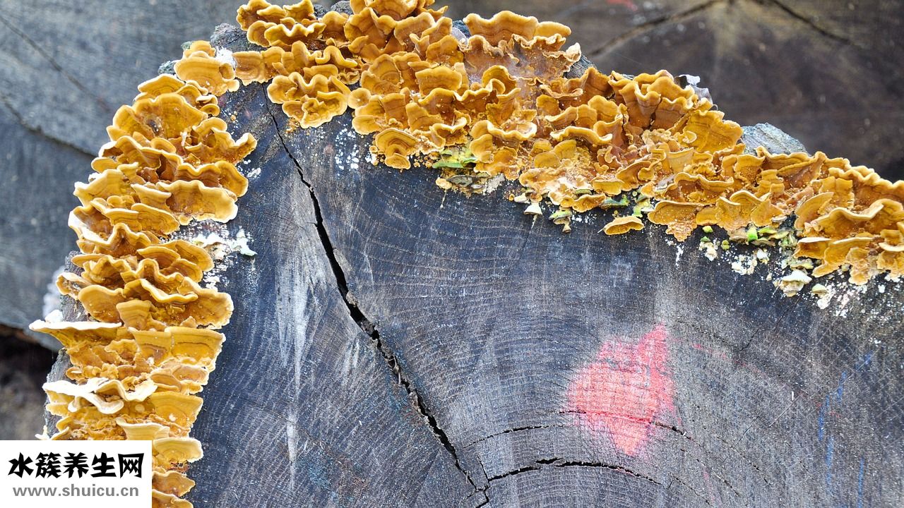 花斑癬怎么才算好