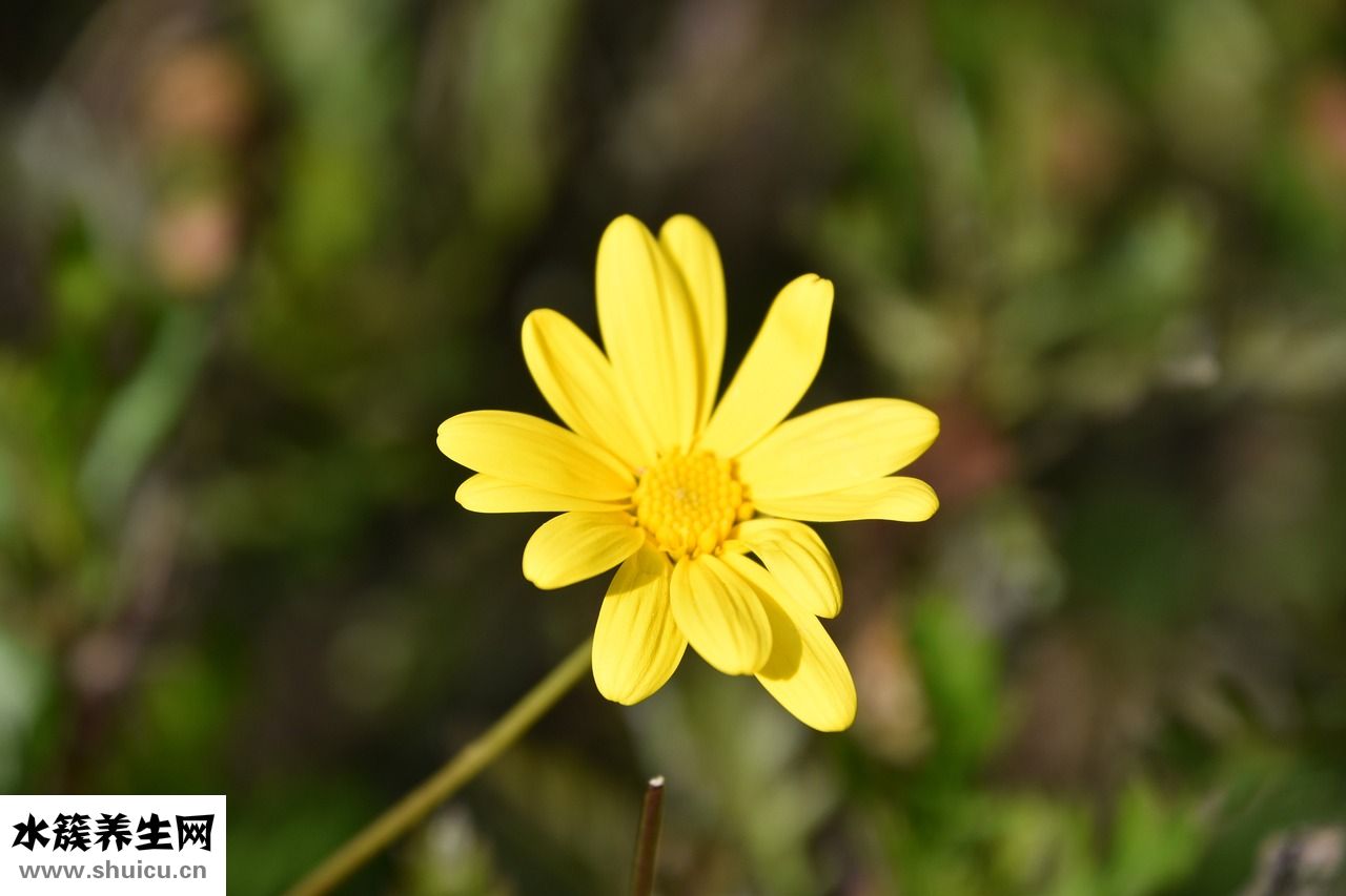 三跟棒針怎么連織