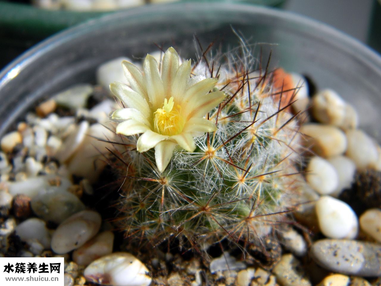 蚊子不咬我怎么回事