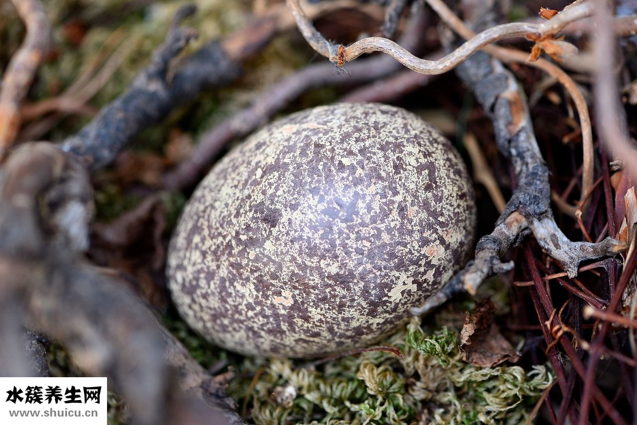 爆炒鴨均怎么炒