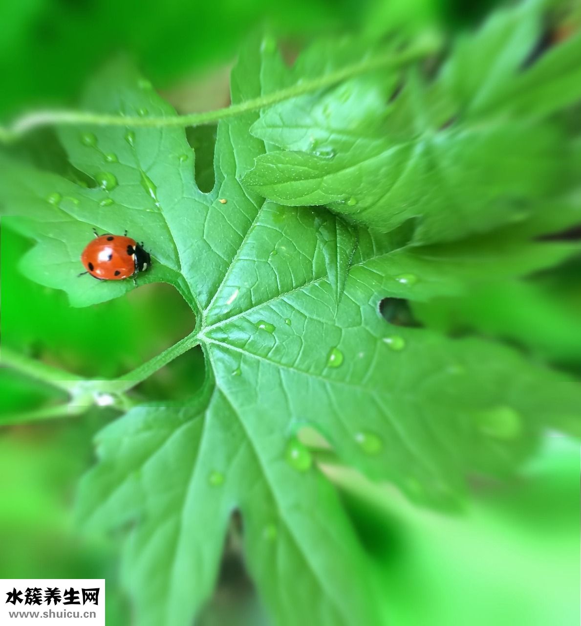 俄式酸青瓜怎么吃