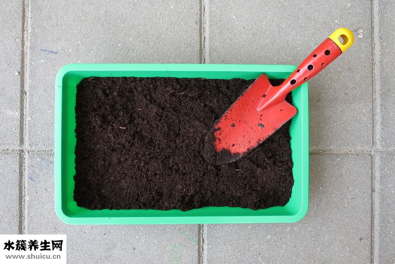 倉鼠生病怎么辦