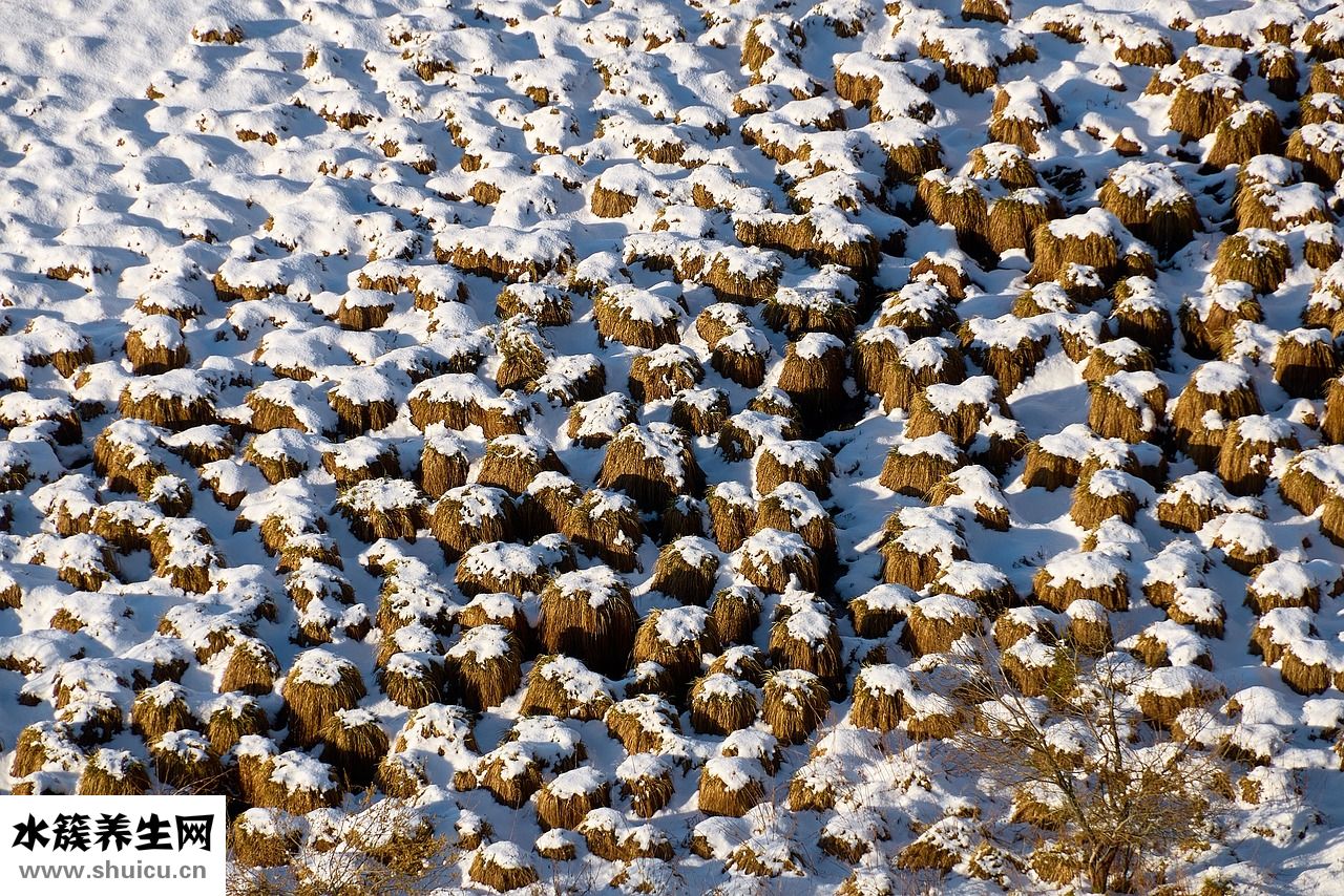 凍面條怎么結(jié)凍