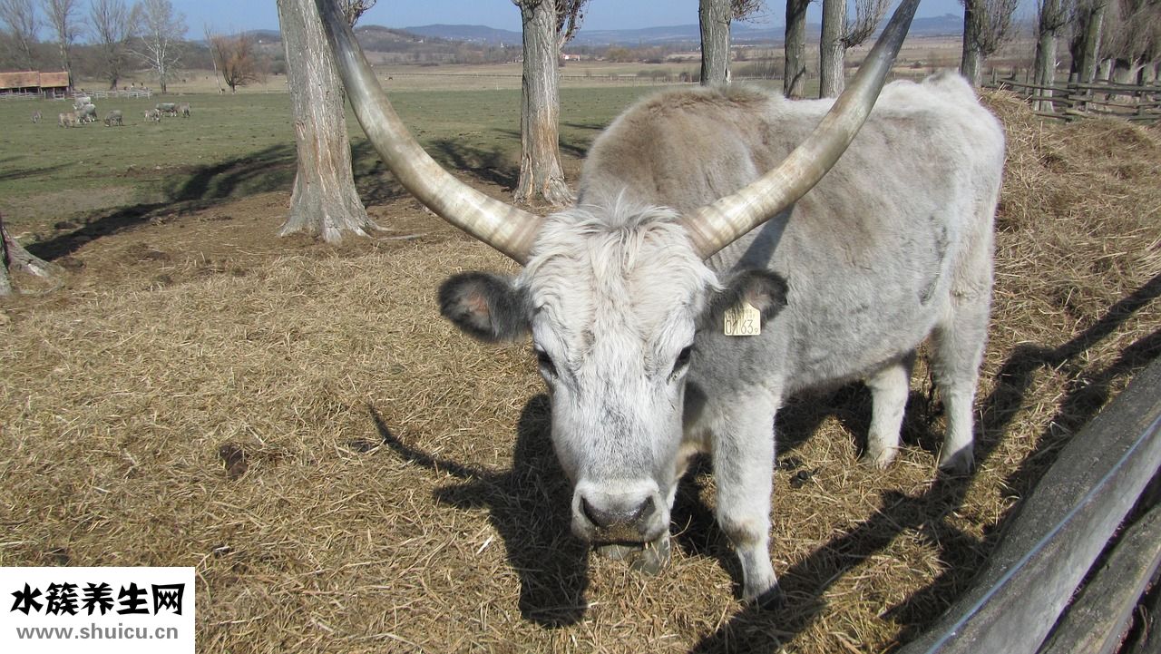 肉壞了怎么去味